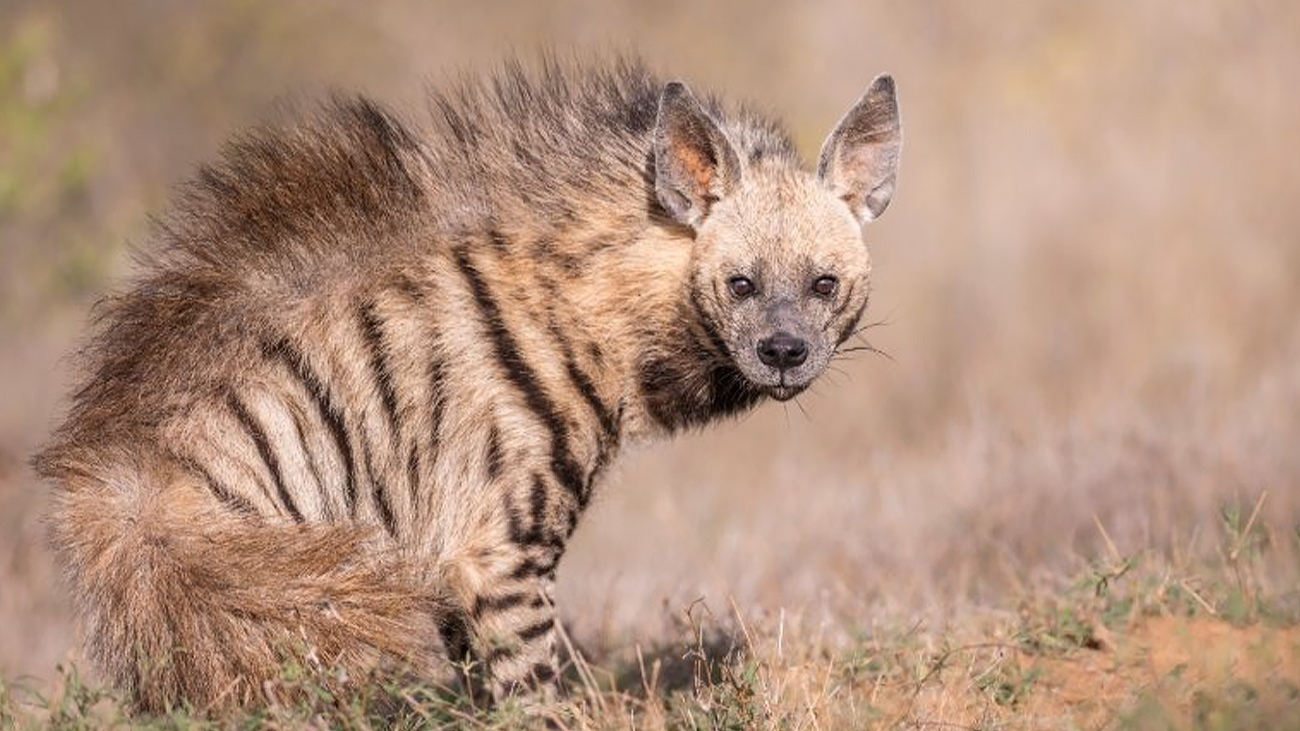 Striped hyena