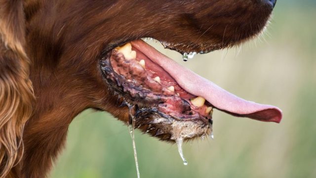 rabies-do-to-animals