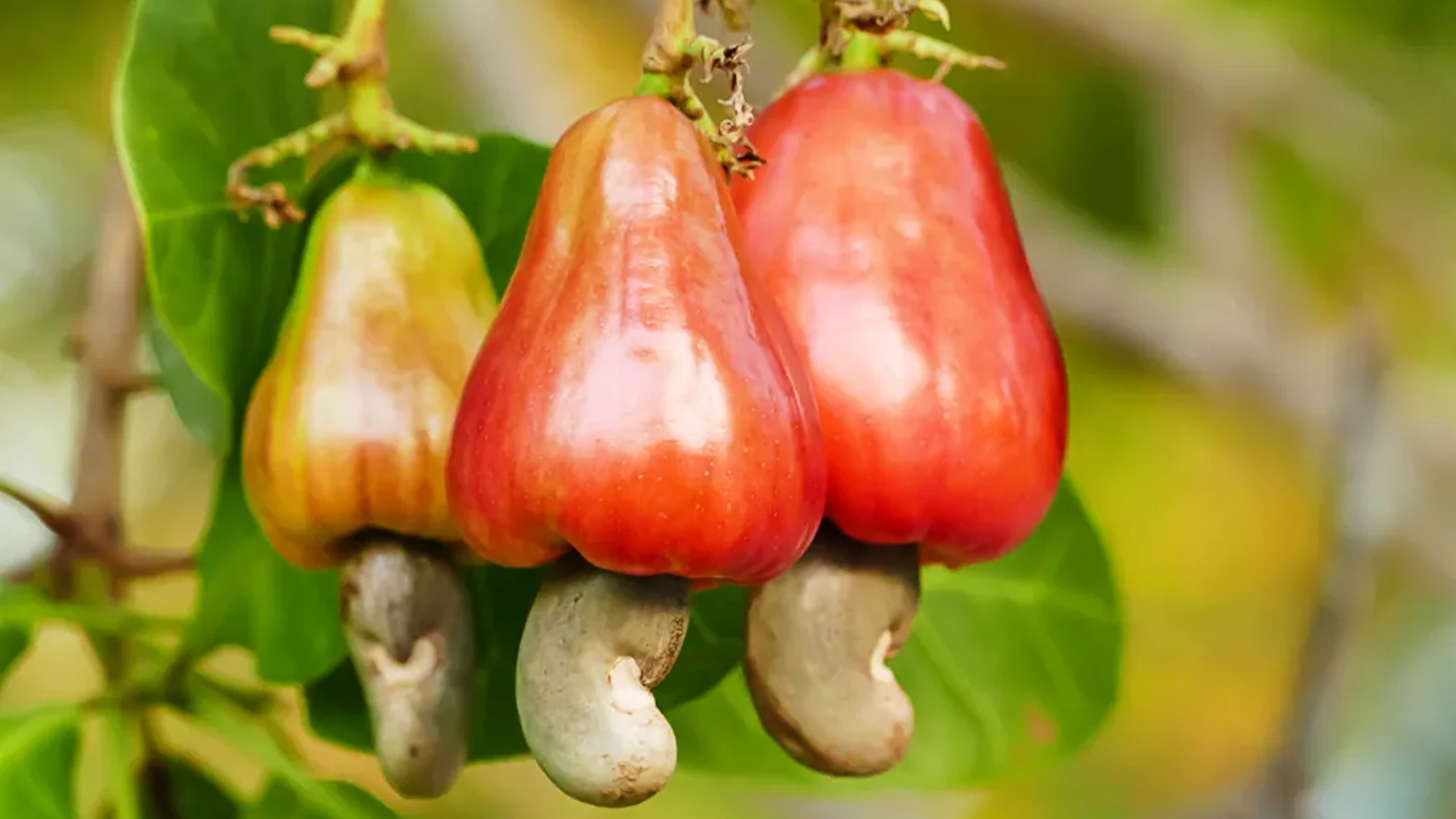Cashew