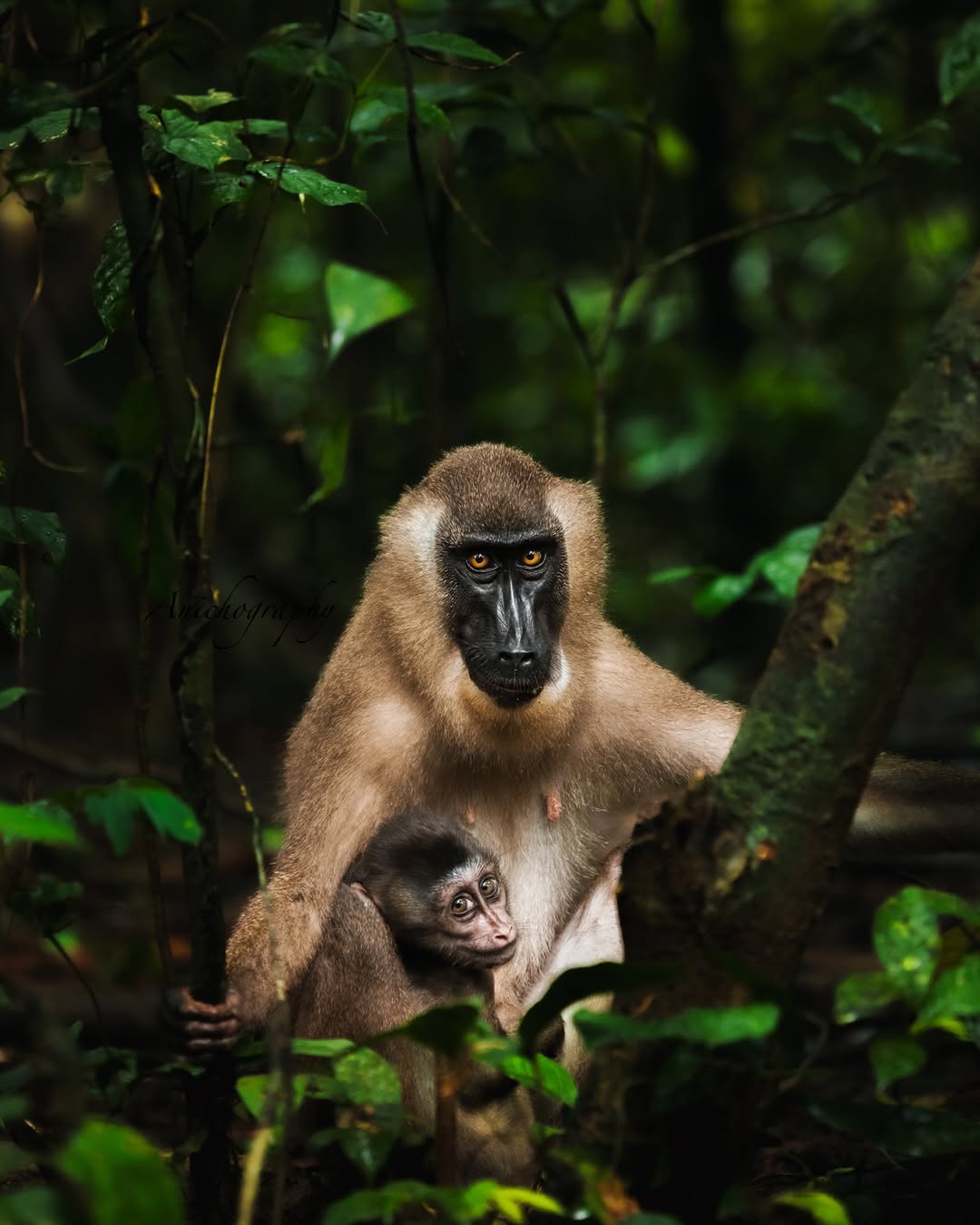 Drill monkeys