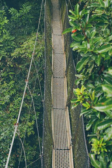 Obudu Mountain canopy walkway suspended above rainforest in Cross River Nigeria