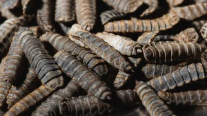 Black Soldier Fly Larvae