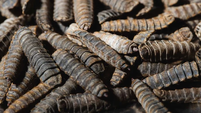 Black Soldier Fly Larvae