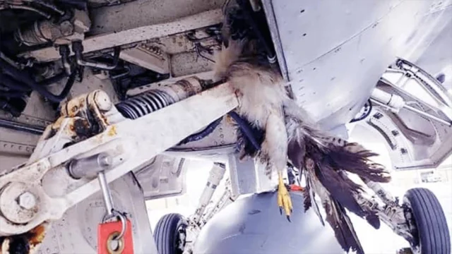 Air aircraft struck by a bird at one of Nigeria’s airports.