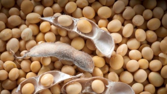 soybeans