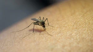 Malaria prevention