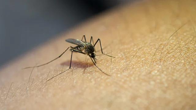 Malaria prevention