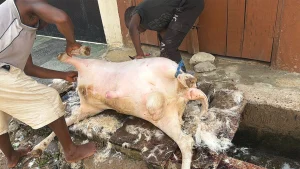 Ram