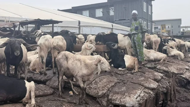 Rams