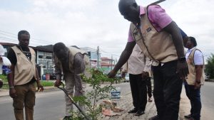 Tree planting