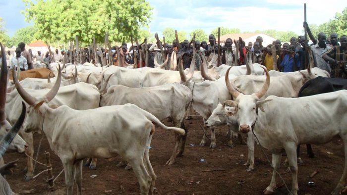 Kaduna Police foil cattle rustling attempts, recover 245 cows | The ...