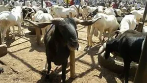 Livestock Market