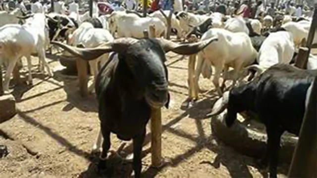 Livestock Market