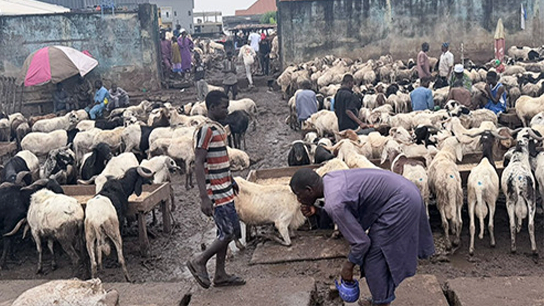 rams on display at the  Gbagada Ram market.