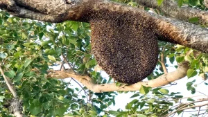 Bees