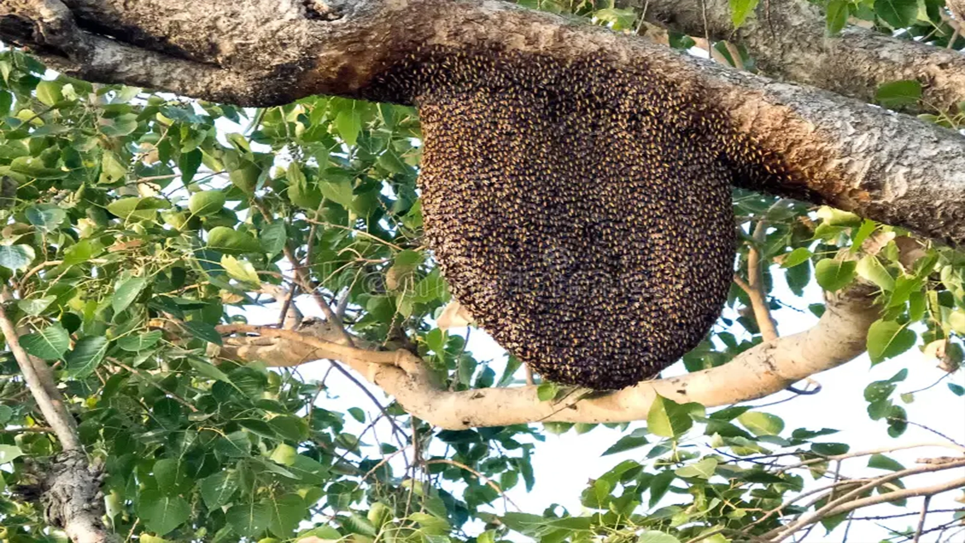 Bees