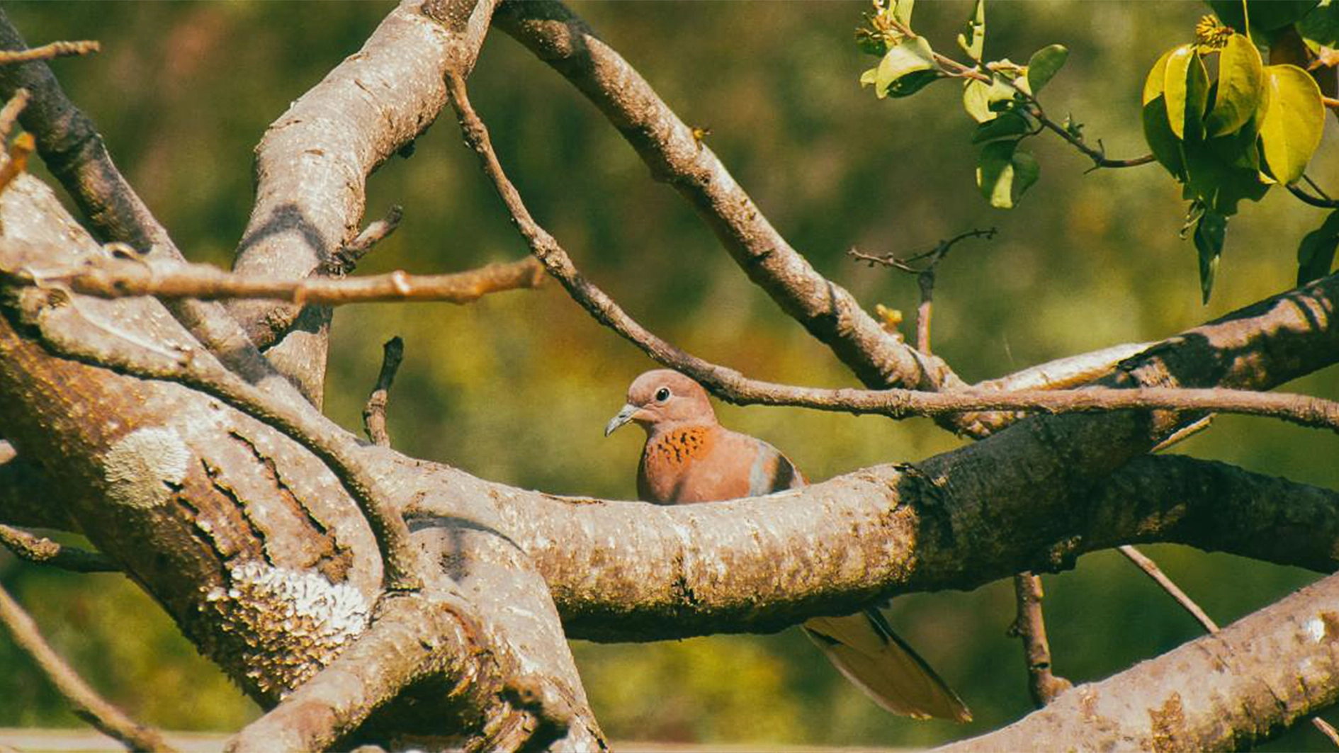 Nature Photography