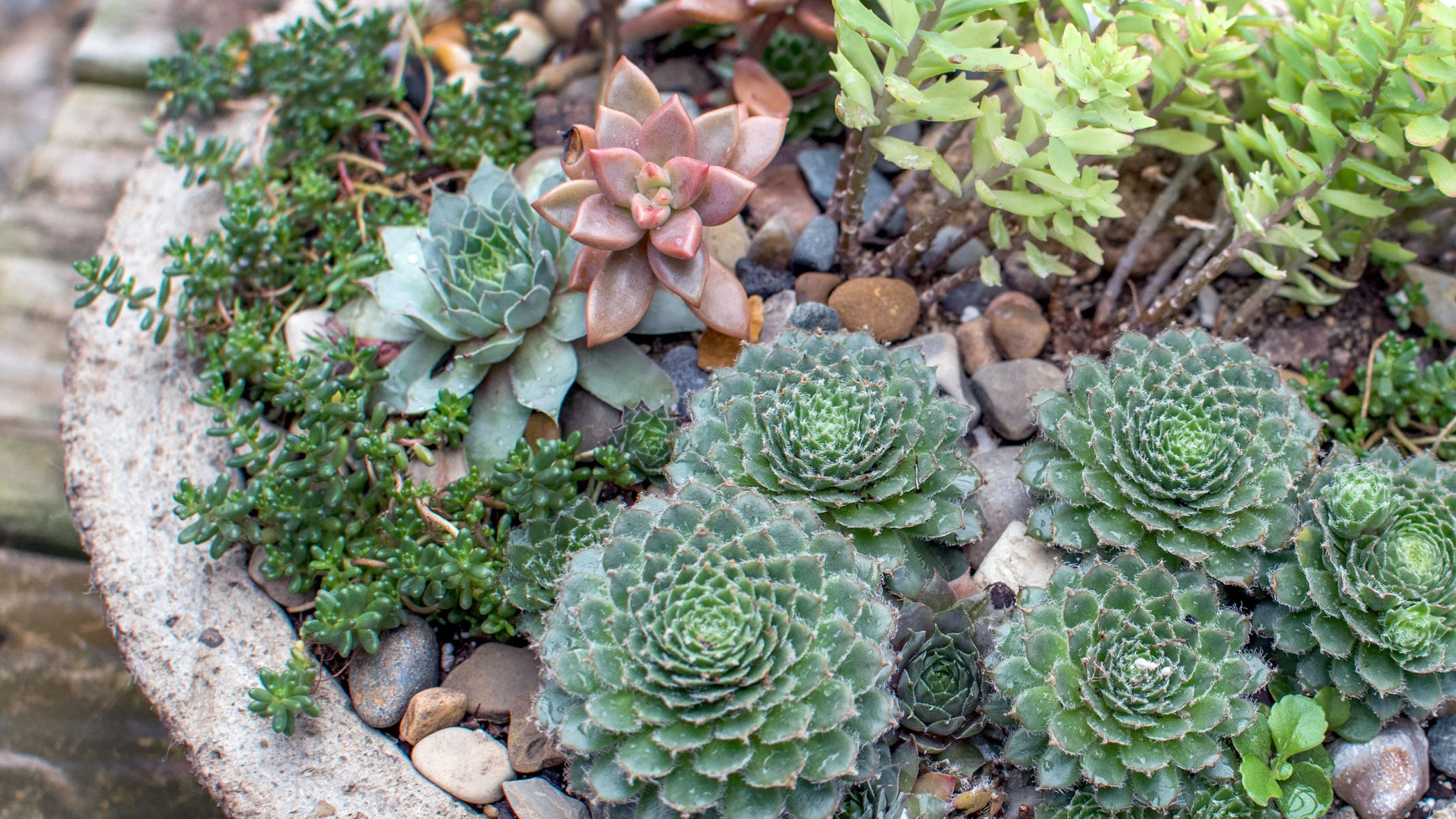 Succulent plants