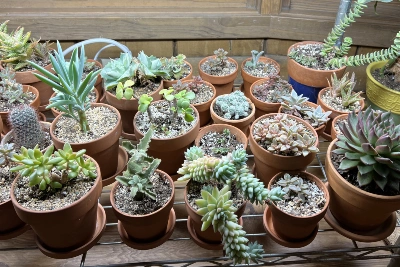 Succulents under lights