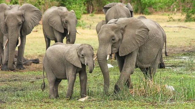 elephant