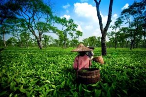World Agritourism Festival 2026