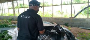 NDLEA