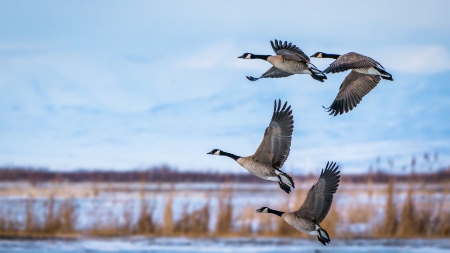 birds