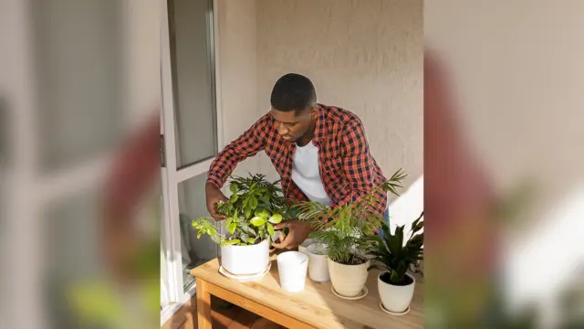 Young man caring for indoor plants