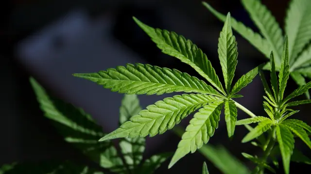 Marijuana
