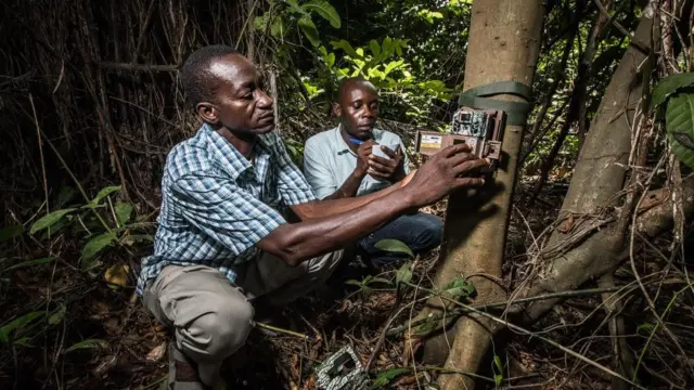 Ecological monitoring team installing a camera trap to estimate wildlife populations and density