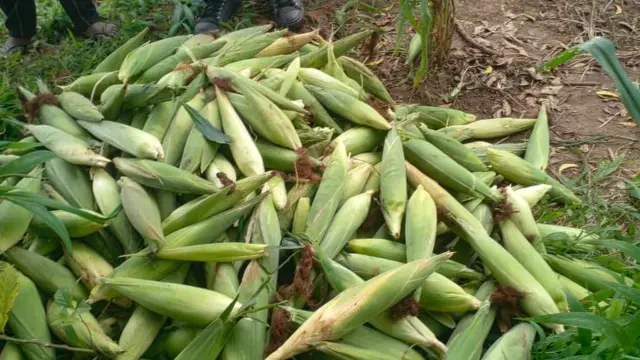 Maize