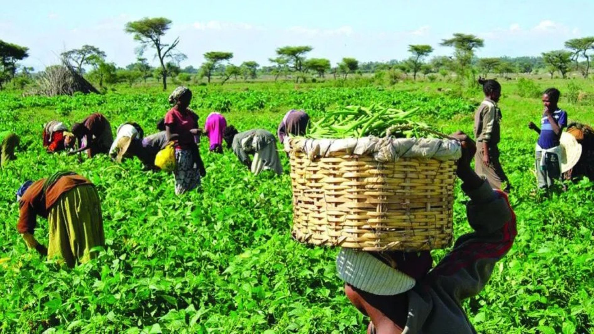 Farmers at work