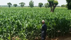 Golden Fertiliser 2