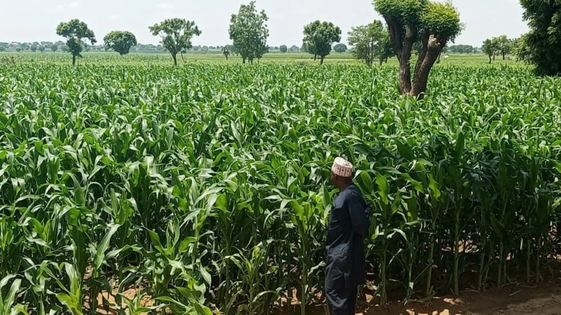 Golden Fertiliser 2