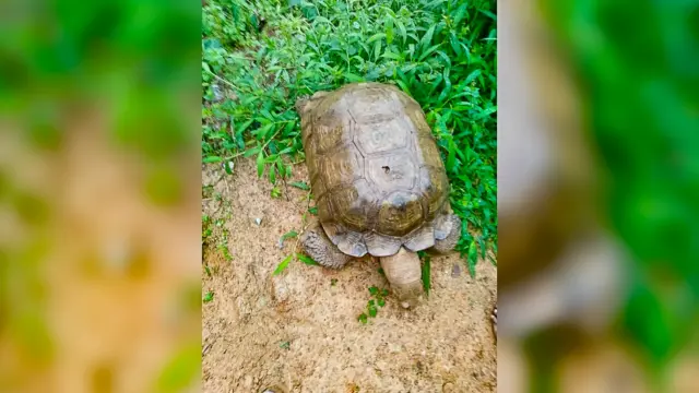 Tortoise