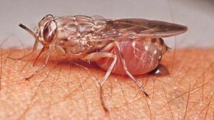 Tsetse-fly