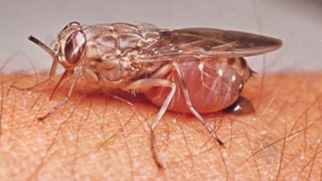 Tsetse-fly