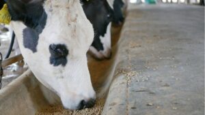 epub_cattle-feed_OleCNX_Adobe-Stock_1200x635