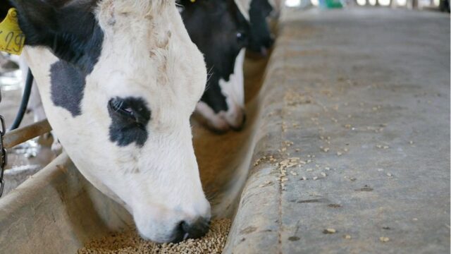 epub_cattle-feed_OleCNX_Adobe-Stock_1200x635