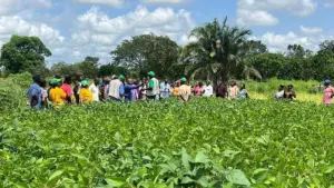 Sasakawa Group trains Benue farmers