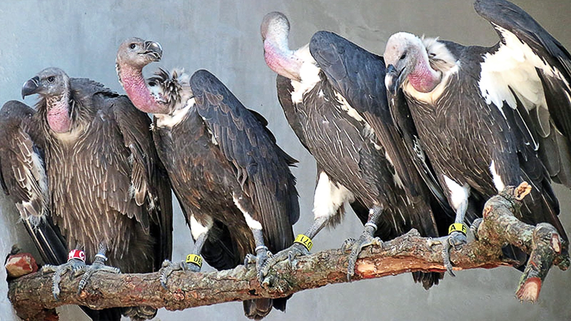 vultures