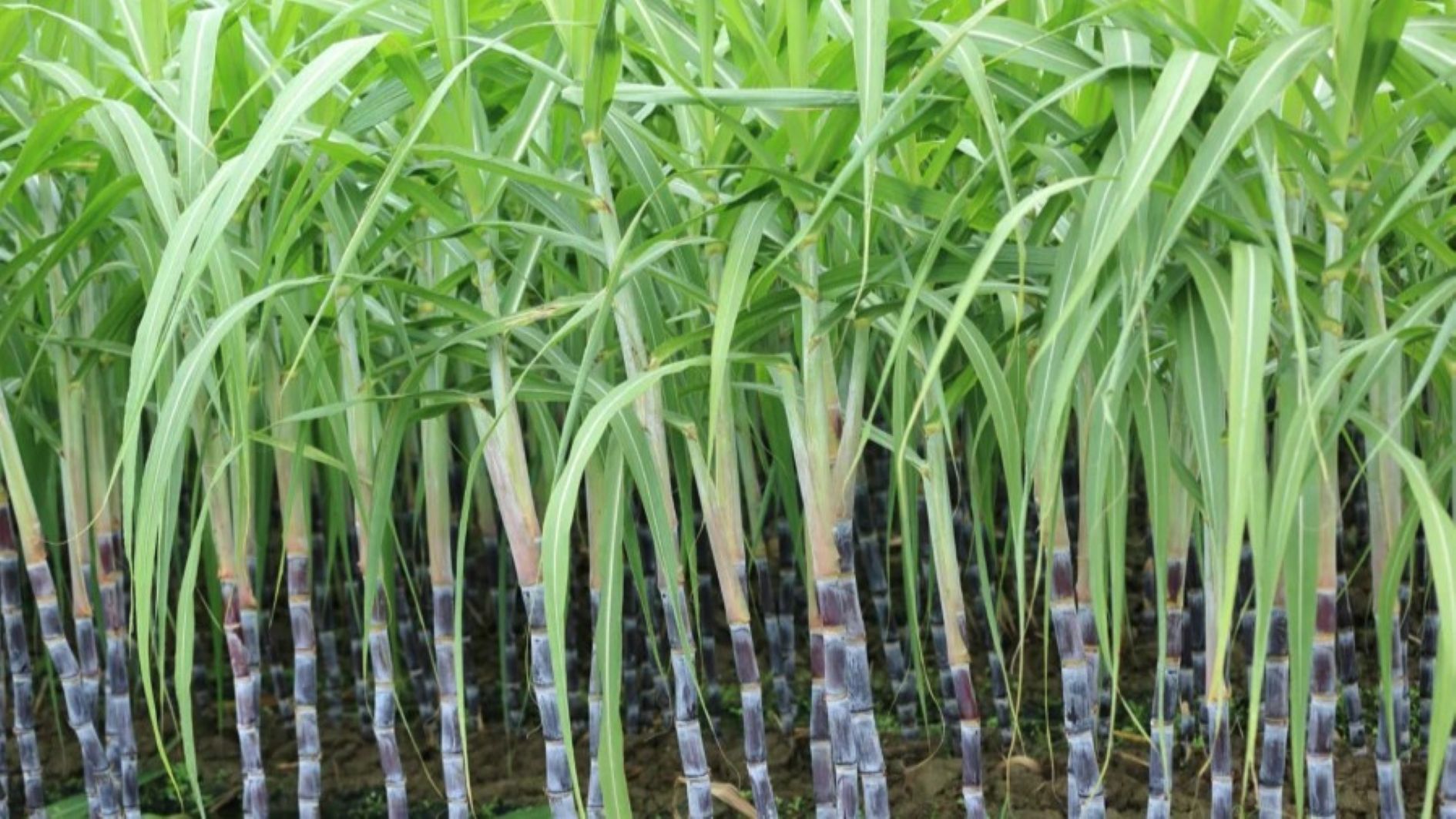 Sugarcane
