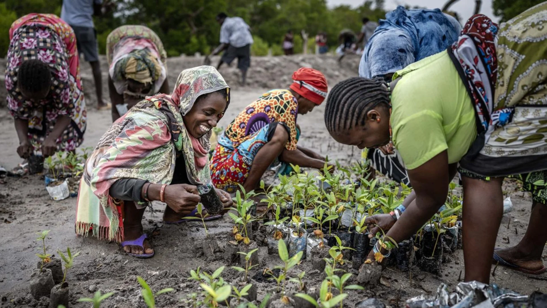 Conservation workers planting mangrove seedlings as part of a coastal ecosystem restoration project