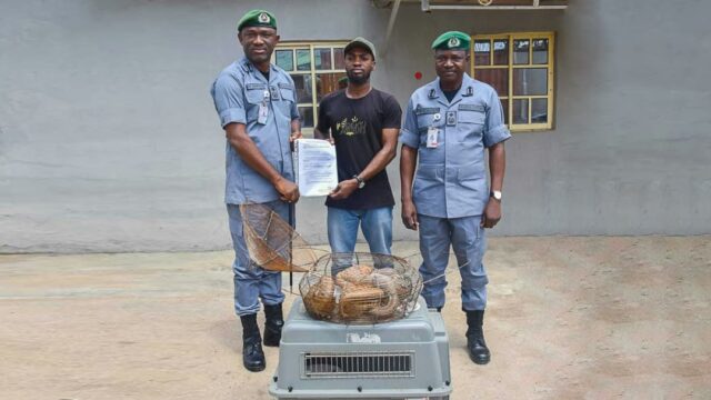 Customs FOU Zone ‘A’ rescues another five live pangolins in Ogun State