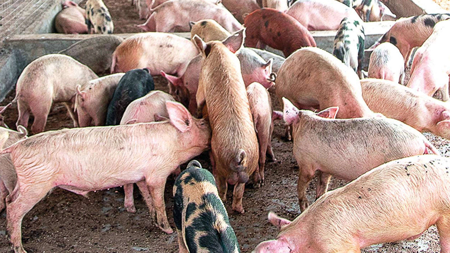 Pigs