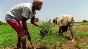 Farmers tilling the land