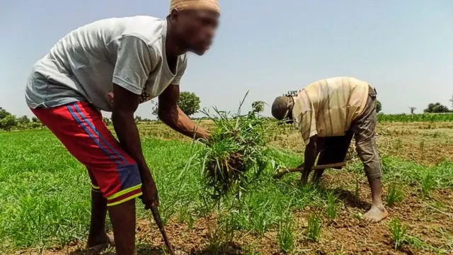 Farmers tilling the land