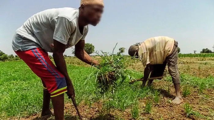 Farmers tilling the land