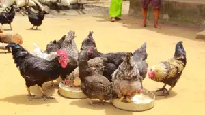 The FUNAAB-Alpha birds