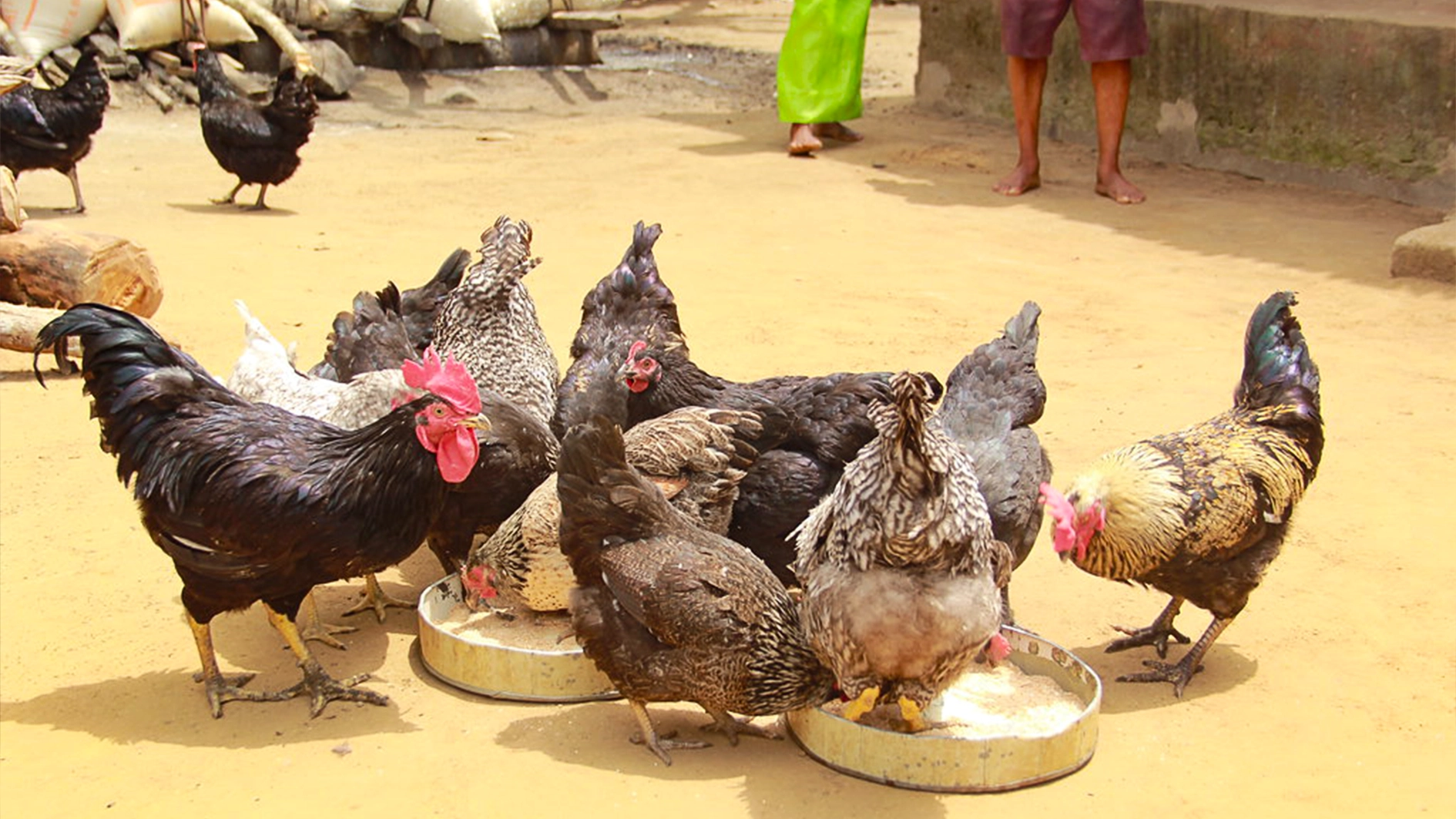 The FUNAAB-Alpha birds